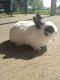 Domestic rabbit Rabbits for sale in Nevada, MO 64772, USA. price: NA