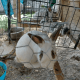 Domestic rabbit Rabbits for sale in 7431 Neva Ln, Port Richey, FL 34668, USA. price: $25