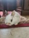 Domestic rabbit Rabbits for sale in Apopka, FL, USA. price: $25