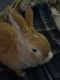 Domestic rabbit Rabbits for sale in Carrollton, GA, USA. price: $25
