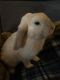 Domestic rabbit Rabbits for sale in Carrollton, GA, USA. price: $30