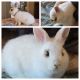 Domestic rabbit Rabbits for sale in St Cloud, FL 34772, USA. price: $50