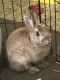Domestic rabbit Rabbits for sale in Orlando, FL, USA. price: $40