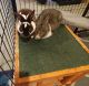 Domestic rabbit Rabbits for sale in Lapeer, MI 48446, USA. price: NA