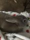 Domestic rabbit Rabbits for sale in Fairview, TN 37062, USA. price: NA