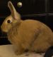 Domestic rabbit Rabbits for sale in 505 W Smith Valley Rd, Greenwood, IN 46143, USA. price: NA