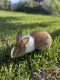 Domestic rabbit Rabbits for sale in 1009 Country Club Blvd, Cape Coral, FL 33990, USA. price: $80