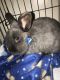 Domestic rabbit Rabbits for sale in Kernersville, NC 27284, USA. price: $30