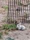 Domestic rabbit Rabbits