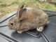 Domestic rabbit Rabbits for sale in Upton, KY 42784, USA. price: $35