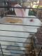 Domestic rabbit Rabbits for sale in Hiawatha, KS 66434, USA. price: $20