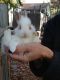 Domestic rabbit Rabbits for sale in Mt Laurel, NJ, USA. price: NA