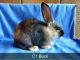 Domestic rabbit Rabbits for sale in Lodi, OH 44254, USA. price: NA