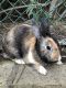 Domestic rabbit Rabbits for sale in Anaheim Hills, Anaheim, CA, USA. price: NA