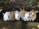Domestic rabbit Rabbits