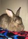 Domestic rabbit Rabbits for sale in Murrells Inlet, SC 29576, USA. price: NA