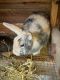 Domestic rabbit Rabbits for sale in Lafayette, IN, USA. price: $40