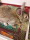Domestic rabbit Rabbits for sale in Olathe, KS, USA. price: $50