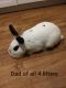 Domestic rabbit Rabbits for sale in Bismarck, ND, USA. price: $30