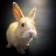 Domestic rabbit Rabbits for sale in Benson, AZ, USA. price: NA