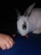 Domestic rabbit Rabbits for sale in Austin, TX, USA. price: NA