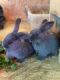 Domestic rabbit Rabbits for sale in Claremore, OK, USA. price: NA