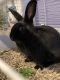 Domestic rabbit Rabbits for sale in 1329 Cleveland Dr, Buffalo, NY 14225, USA. price: $110