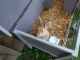 Domestic rabbit Rabbits for sale in Interlaken, NY 14847, USA. price: $100