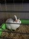 Domestic rabbit Rabbits for sale in Melbourne, FL, USA. price: $25