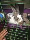 Domestic rabbit Rabbits for sale in New York, NY, USA. price: $50