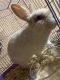 Domestic rabbit Rabbits for sale in Chino, CA, USA. price: NA