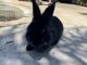 Domestic rabbit Rabbits for sale in Sacramento, CA, USA. price: NA