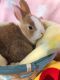Domestic rabbit Rabbits for sale in 12668 NW 12th Ct, Sunrise, FL 33323, USA. price: NA