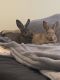 Domestic rabbit Rabbits for sale in Waterford Twp, MI, USA. price: NA