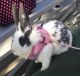 Domestic rabbit Rabbits for sale in 329 E 36th St, Los Angeles, CA 90011, USA. price: NA