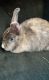 Domestic rabbit Rabbits for sale in Dallas, TX, USA. price: $45