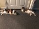 Domestic Shorthaired Cat Cats for sale in Nicholasville, KY 40356, USA. price: NA