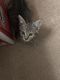 Domestic Shorthaired Cat Cats for sale in Norcross, GA, USA. price: $1,000