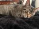 Domestic Shorthaired Cat Cats for sale in Round Rock, TX, USA. price: NA