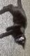 Domestic Shorthaired Cat Cats for sale in Grand Forks, ND, USA. price: NA