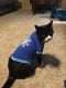 Domestic Shorthaired Cat Cats for sale in Minneapolis, MN, USA. price: $5