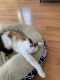Domestic Shorthaired Cat Cats for sale in Harvard, MA, USA. price: $300
