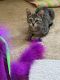 Domestic Shorthaired Cat Cats for sale in Antioch, CA, USA. price: $10