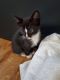 Domestic Shorthaired Cat Cats for sale in Corona, CA 92882, USA. price: $75
