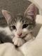 Domestic Shorthaired Cat Cats for sale in MD CITY, MD 20724, USA. price: $175