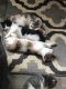 Domestic Shorthaired Cat Cats for sale in Pontiac, MI, USA. price: NA