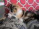 Domestic Shorthaired Cat Cats for sale in Stevens, PA, USA. price: $50