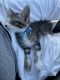 Domestic Shorthaired Cat Cats for sale in Military Dr, San Antonio, TX 78227, USA. price: NA