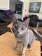 Domestic Shorthaired Cat Cats for sale in Alvin, TX, USA. price: NA
