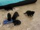 Domestic Shorthaired Cat Cats for sale in Akron, OH 44310, USA. price: NA